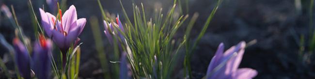 دولت زعفران را گرمی ۸۲۰۰ تومان از کشاورز می‌خرد