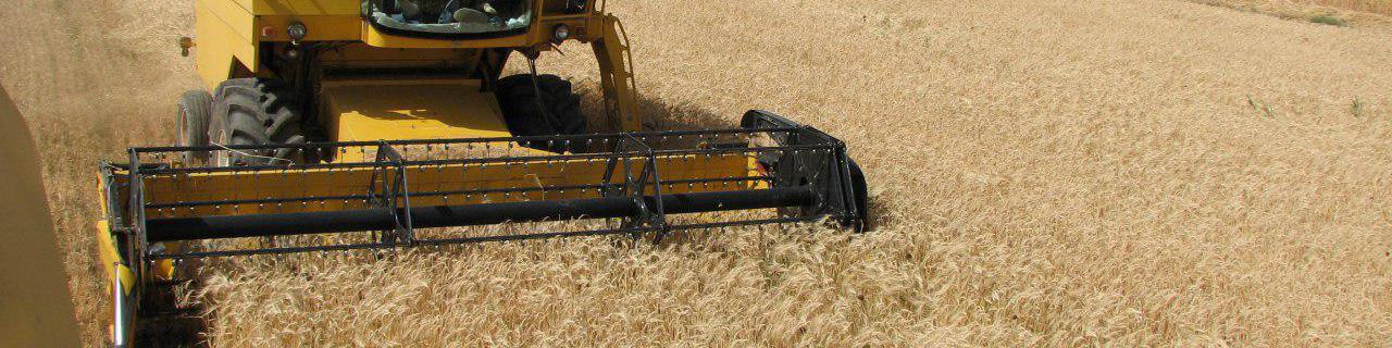 آمادگی خرید بدون محدودیت گندم کشاورزان را داریم