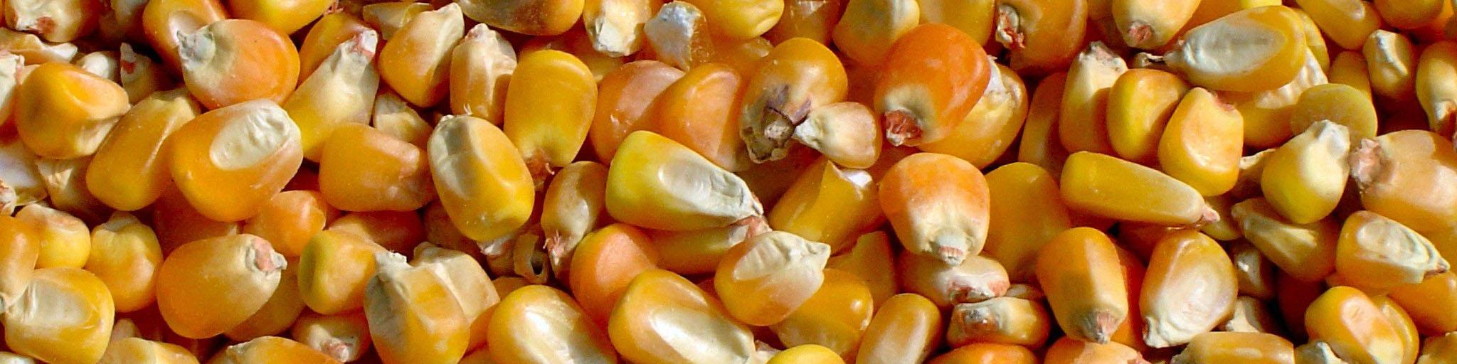 ذرت‌های آلوده تعیین تکلیف شد/ فروش به کشورهای غیرهمسایه