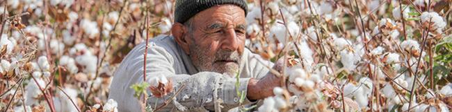 کشت پنبه به مازندران بر می‌گردد
