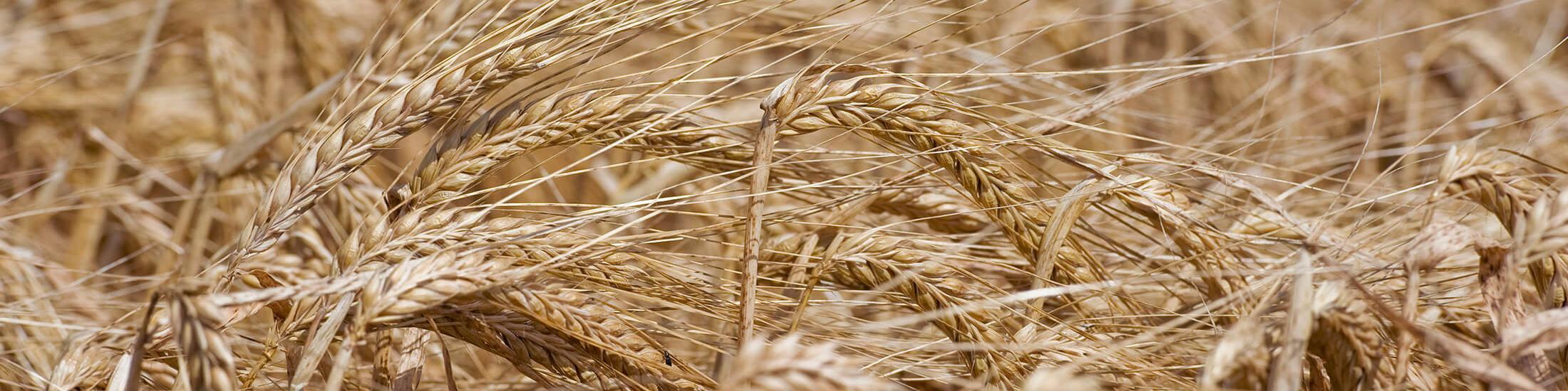 مشکلی در تامین و توزیع نهاده‌های کشاورزی نداریم