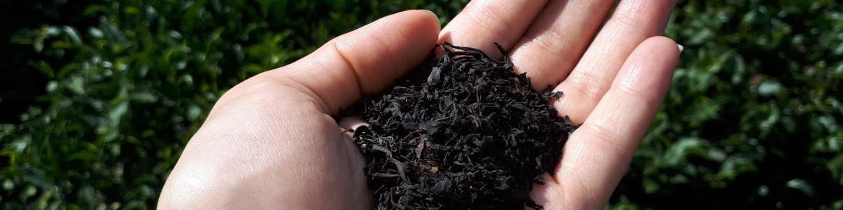 چای سنواتی وارد بازار نشده/ بانک ملی وضعیت این چای را بعد ۱۷ سال مشخص کند