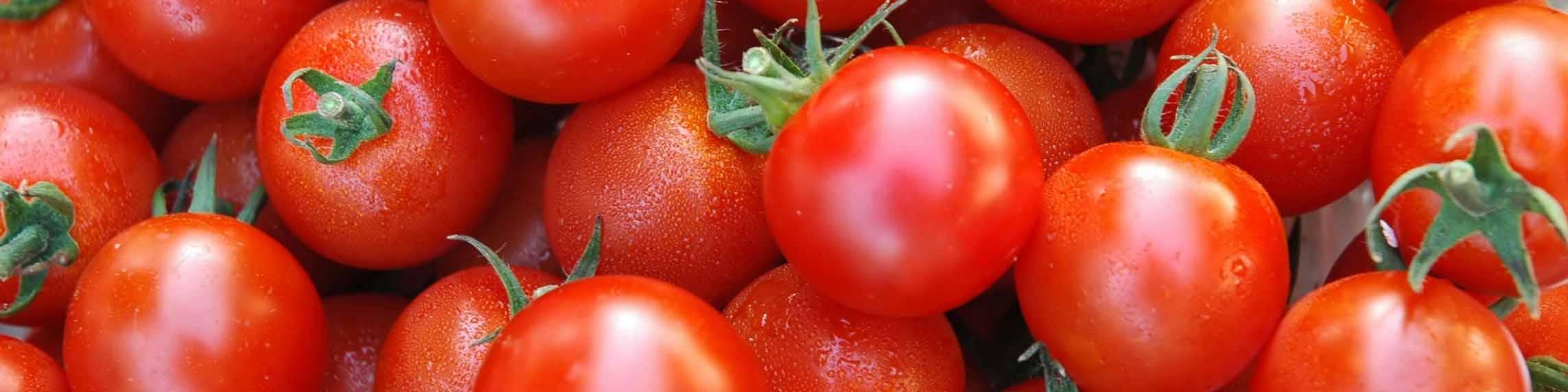 تسویه صددرصدی مطالبات گوجه‌کاران