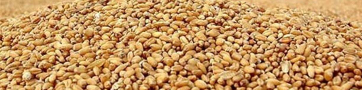 رسوب ۲ میلیون تُن ذرت در بنادر