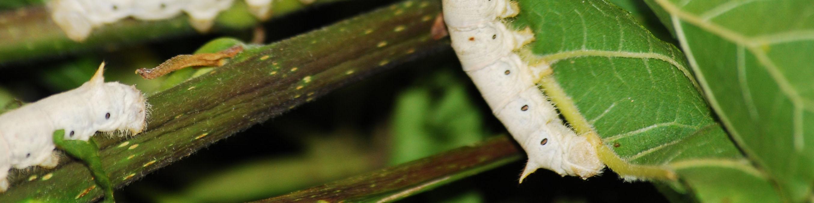 ۱۰ استان کشور کرم ابریشم پرورش می‌دهند