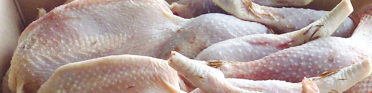 مرغ زیر وزن ۱۸۰۰ گرم مرغداران بدون محدویت خریداری می شود+ سند