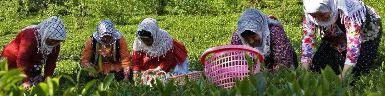 پیش بینی جهش ۱۵ درصدی تولید چای کشور در سال ۹۹/ چای ایرانی سمپاشی نمی شود