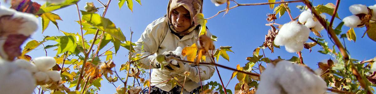 رشد ۳۰ درصدی تولید پنبه در کشور