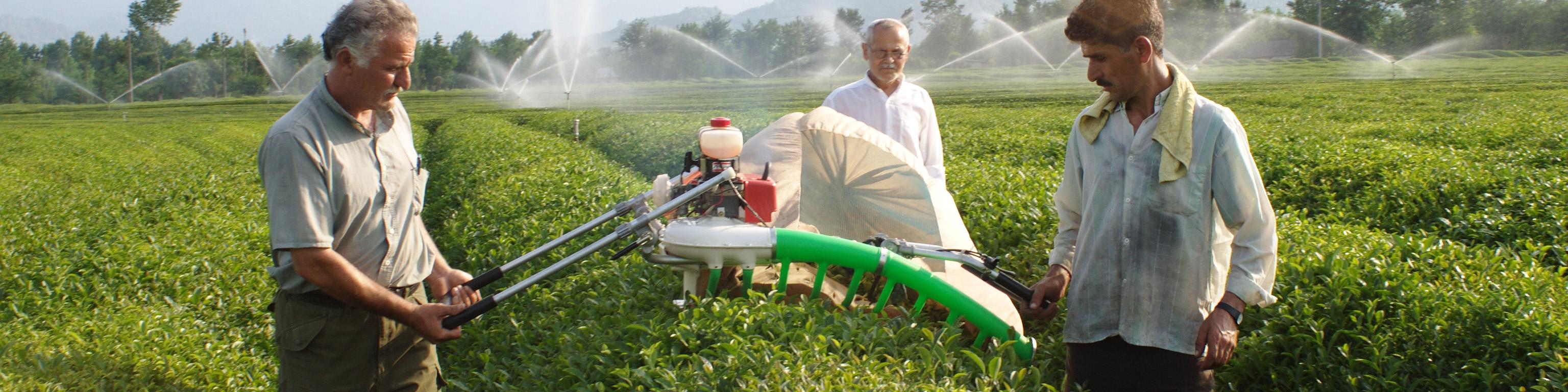 رشد ۲۷.۷ درصدی قیمت خرید تضمینی برگ سبز چای در سال ۹۹