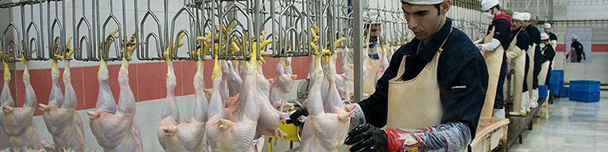 روزانه ۱۵۰۰ تن مرغ مازاد خریداری می‌شود