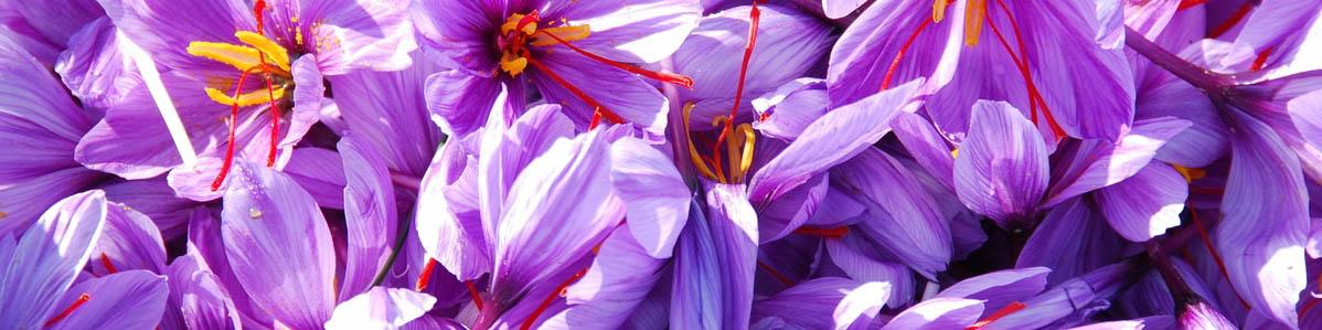 شیوع تفکر خطرناک ناجی بودن قاچاقچیان در بین زعفران‌کاران/ فاجعه بزرگ در انتظار بازار زعفران ایران است