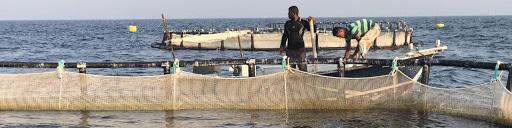 استفاده از گونه‌های بومی برای پرورش ماهی در قفس