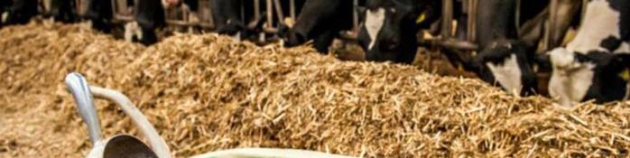 ارز ۴۲۰۰ تومانی نهاده دامی؛ به نام تولیدکننده به کام دلالان