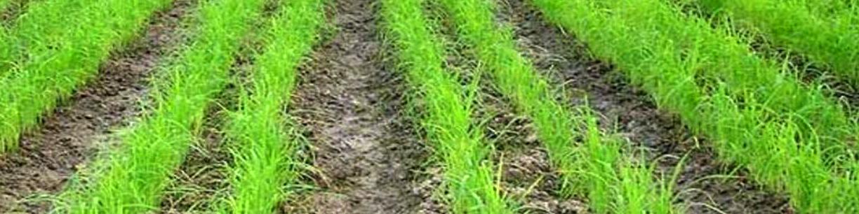 خودکفایی برنج در گرو توجه به خشکه‌ کاری