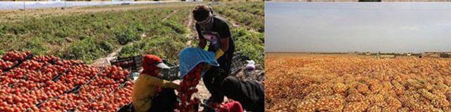 کشاورزان مقصر تولید مازاد صیفی هستند