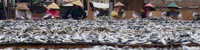 هشدار فائو نسبت به افزایش صید بی‌رویه ماهی