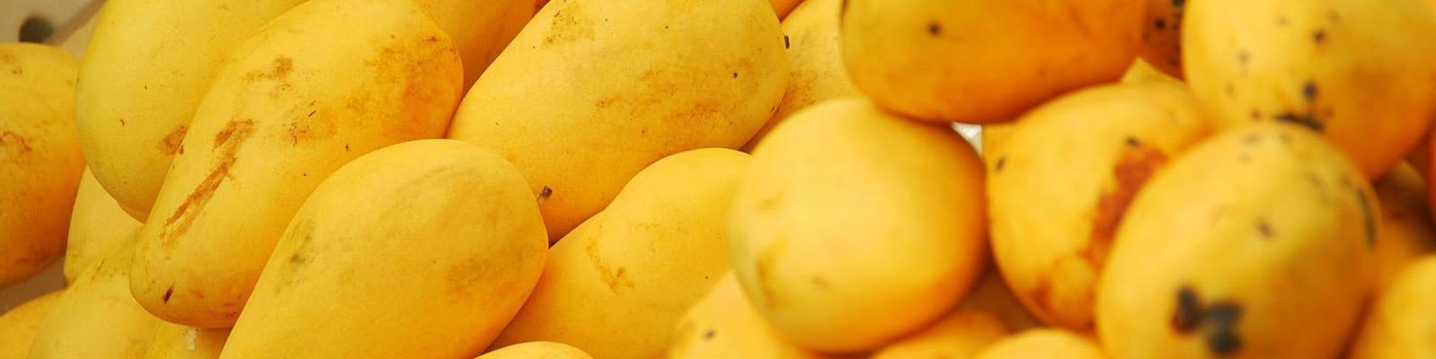 تلاش پاکستان برای تسهیل صادرات انبه به ایران