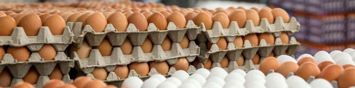علت افزایش قیمت تخم‌مرغ چیست؟ / مدیریت صادرات تخم‌مرغ برای تنظیم بازار داخلی