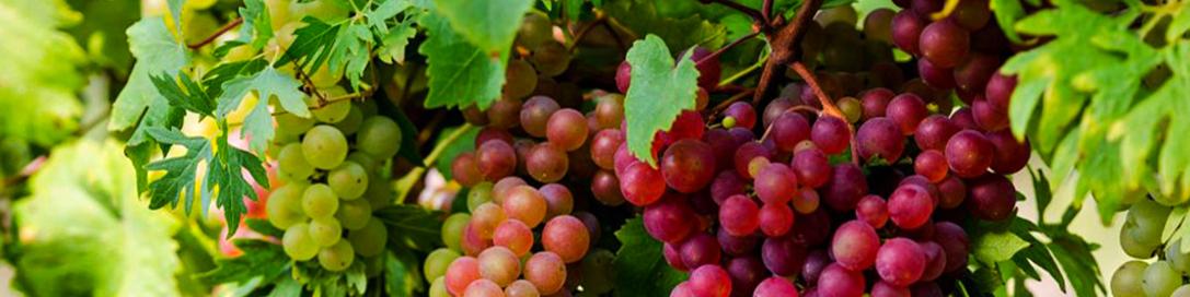 کشاورزی مشارکتی برای حذف دلال‌ها و کمک به کشاورزان