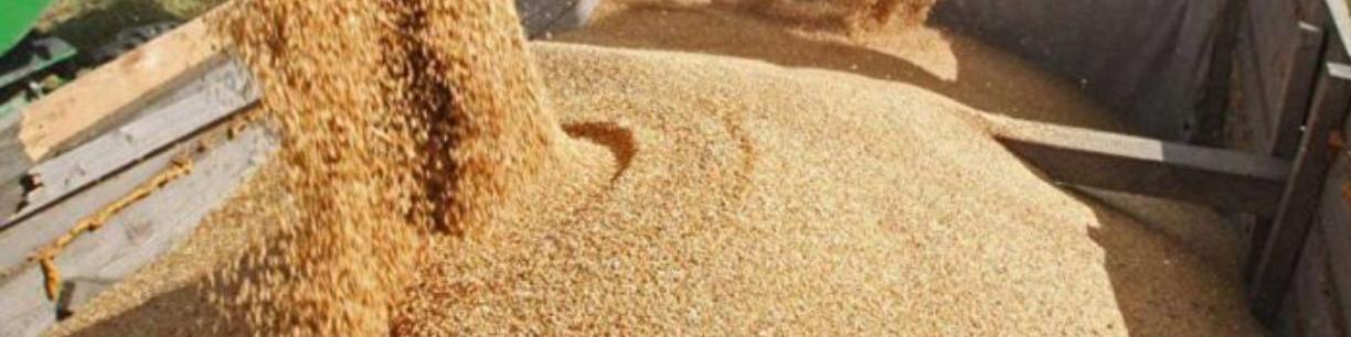 مطالبات واردکنندگان نهاده‌های دام و طیور از کارگروه تنظیم بازار