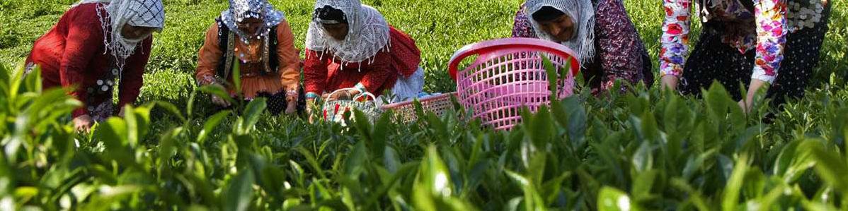 برداشت ۸۳ هزار تن برگ سبز چای