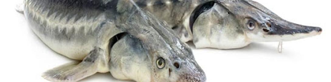 هدف‌گذاری تولید ۱۷ تن ماهی خاویاری در هرمزگان