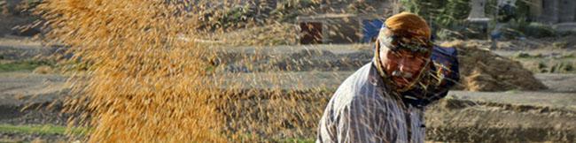 خرید گندم از کشاورز داخلی ۲۵۰۰ تومان؛ از کشاورز خارجی 5000 تومان !