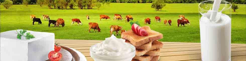 زنگ خطر تولید شیر و گوشت به صدا در آمد؛ اختلاف ۴ برابری قیمت کنجاله با نرخ مصوب