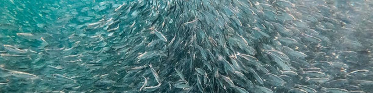 گیلان ظرفیت تکثیر۵۰ درصد بچه ماهی مورد نیاز کشور را دارد