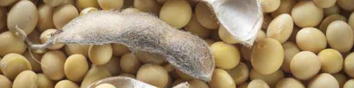 قیمت سویا در بازار آزاد ۱۲هزارتومان شد/ تولید مرغ توجیه اقتصادی ندارد