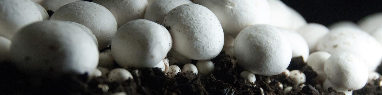 افزایش تولید قارچ در راه است/ رشد ۲۰ درصدی قیمت قارچ در بازار