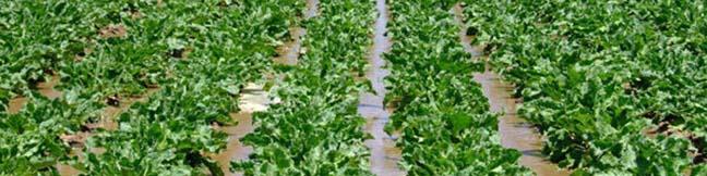 کارنامه تجارت کشاورزی در دوره کرونا