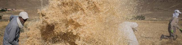 احتمال تغییر قیمت ۴ هزار تومانی نرخ خرید تضمینی گندم