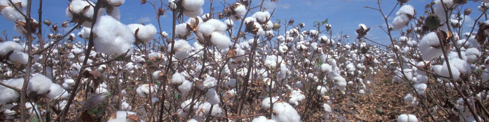 خودکفایی پنبه تا دو سال دیگر/ تحریم و گرانی ارز فرصت شکوفایی برای طلای سفید است