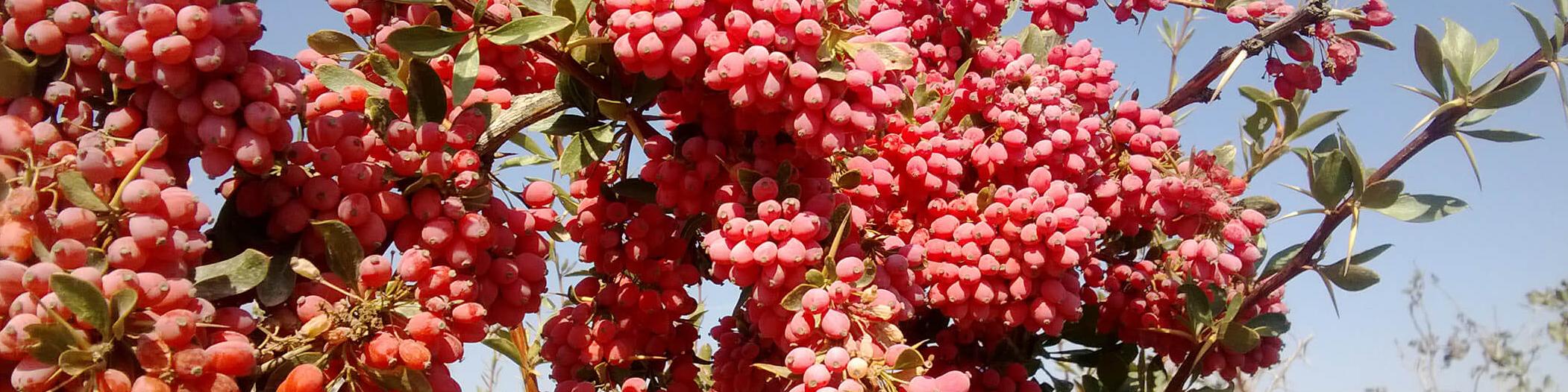 حمایت از کشاورزان با خرید توافقی زرشک ادامه دارد