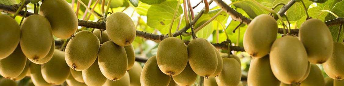 آغاز مجدد صادرات کیوی از ۱۶ مهرماه