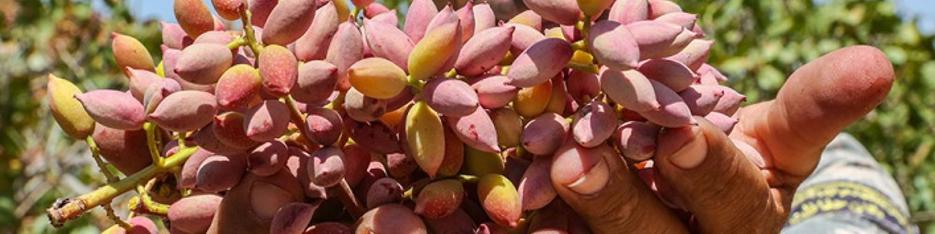 عرضۀ ۹۰درصد تولیدات پسته ایران در بازار‌های خارجی/ صادرات ۳۰ هزار تن پسته در تابستان