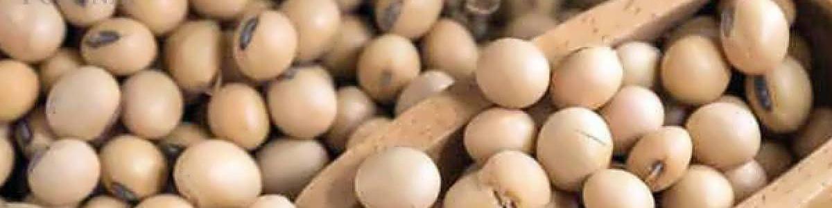 نماینده مرودشت: چرا باید ۹۰ درصد نیاز سویا را از خارج وارد کنیم؟