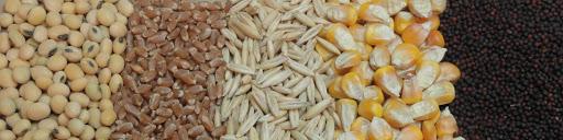 بانک مرکزی برای تأمین ارز نهاده‌های دامی در تلاش است