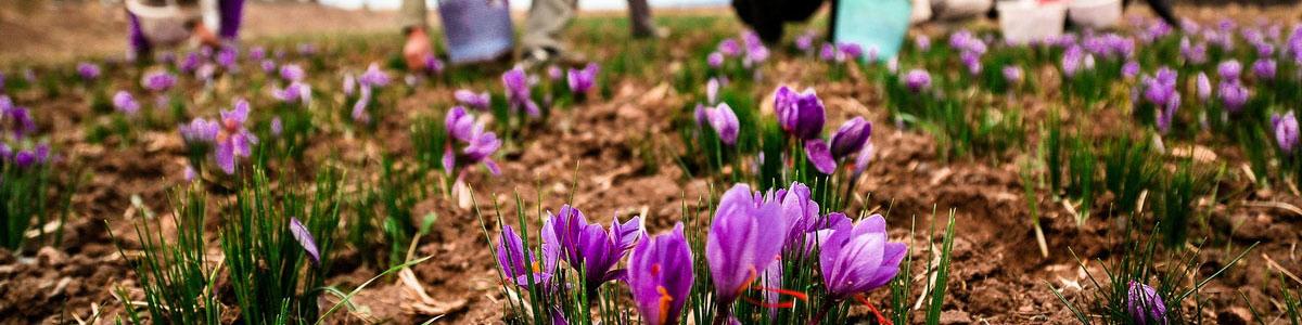 ضرورت شناسنامه دار شدن مزارع زعفران/ تولید طلای سرخ افزایش می‌یابد
