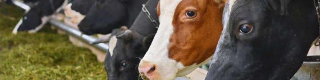 قیمت نهاده‌های دامی در بازار آزاد به‌زودی کاهش می‌یابد