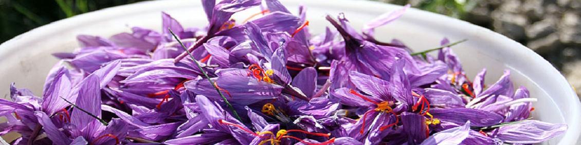 آینده بازار زعفران در گرو  صادرات/ حداکثر نرخ هر کیلو زعفران ۱۵ میلیون تومان