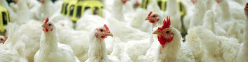 مرغداران رغبتی به جوجه ریزی ندارند