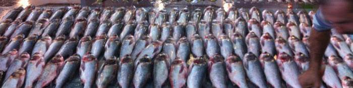 حل مشکلات واحد‌های تولیدی صنعت آبزی‌پروری با حمایت دستگاه قضا