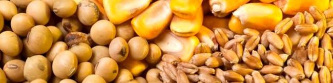 اولتیماتوم ستاد تنظیم بازار/ واردکنندگان نهاده‌ به موقع اقدام نکنند، کد تخصیص ارز باطل می‌شود