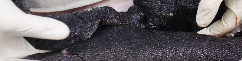 صادرات ۶۲۵ هزار دلاری خاویار در ۸ ماه