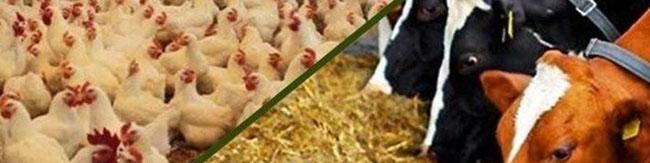 فهرست وارد کنندگان برای ترخیص نهاده دامی روز شنبه به بانک مرکزی ارسال می شود