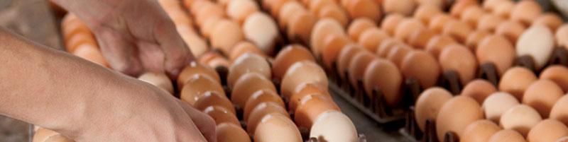 قیمت شانه تخم‌مرغ معادل یارانه یک ماه! / سنگینی گرانی روی شانه‌های تخم‌مرغ