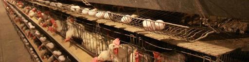 بازار تخم مرغ طی یک هفته آینده متعادل می شود