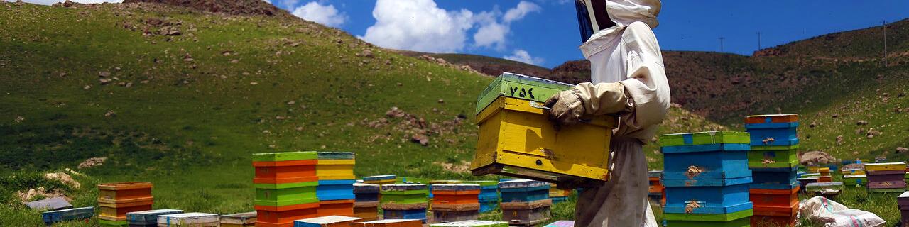 تخصیص ۱۵ هزار تُن شکر برای زمستان‌گذری زنبورداران